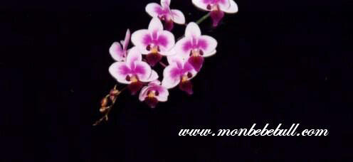 Phalaenopsis 7.jpg